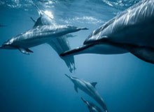 世界杯手机观看app下载-“结婚仅42天,索要千万逼死前夫”!翟某某一审被判12年